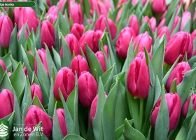 Tulipa Ivanka ® (2)